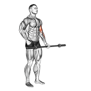 Barbell Alternate Biceps Curl demonstration animation