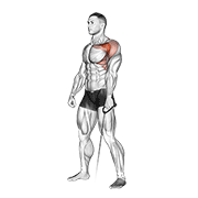Cable Forward Raise demonstration animation