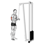 Cable Triceps Pushdown V Bar demonstration animation
