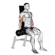 Dumbbell Seated Inner Biceps Curl demonstration animation
