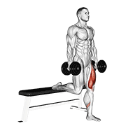 Dumbbell Single Leg Split Squat demonstration animation