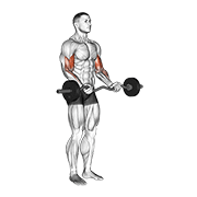 Ez Barbell Curl demonstration animation
