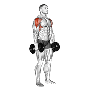 Lateral Raise demonstration animation