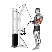 Reverse Grip Pushdown demonstration animation