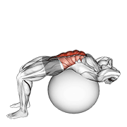 Stability Ball Crunch Full Range Hands Behind Head demonstration animation